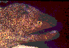 Yellowmargin-Moray-1