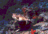 Yellowspotted-Burrfish