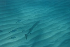 Barracuda at Looe Key