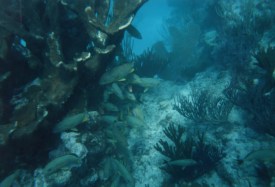 The reef at Looe Key