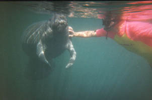 Mind melding with a manatee