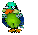 This is my Quaker Parrot&nbsp; "Baby"