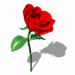 Send Virtual Flowers to someone Special