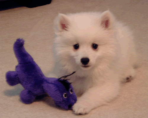 Kodi and the purple dinosaur