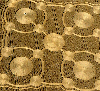 cropcircle