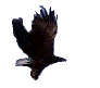 Flying eagle.gif