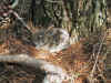 Baby_Bunny.jpg (199750 bytes)