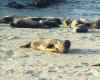 seal5.jpg (304811 bytes)