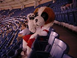 disaster dog in the cheap seats