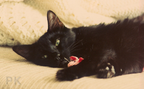 Alex the cuddle muffin