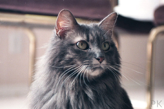 Sammy