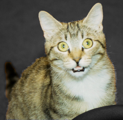 Click here to meet Ditto