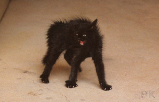 Alex just saw his first dog on his first day home&nbsp; 1989