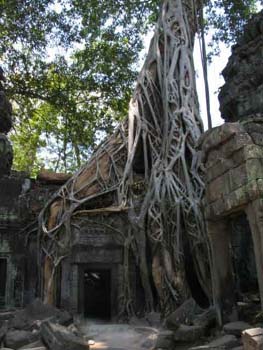 ta_prohm_by_nyc_camy_