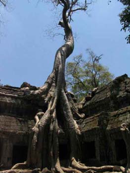 ta_prohm_nyc_camy