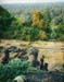 jungle_view_shianghaigirl
