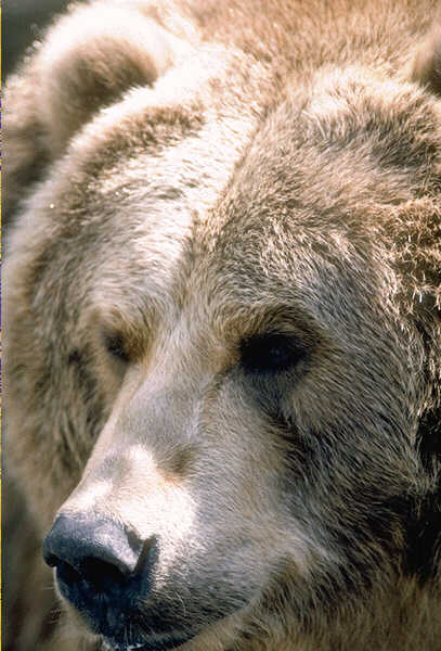 When all else fails, go for Bear Medicine, Introspection...