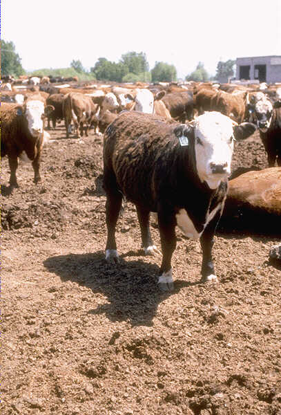 To some, the ultimate dream is to be marked like cattle...