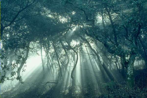 We create in the spectrum of light and dark...