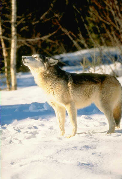 Wandering Wolf...