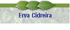 Erva Cidreira