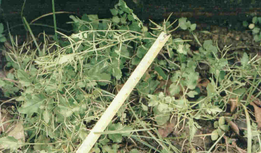Agri�o.jpg (48142 bytes)