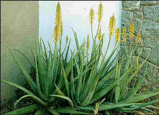 Aloe Vera.JPG (22489 bytes)