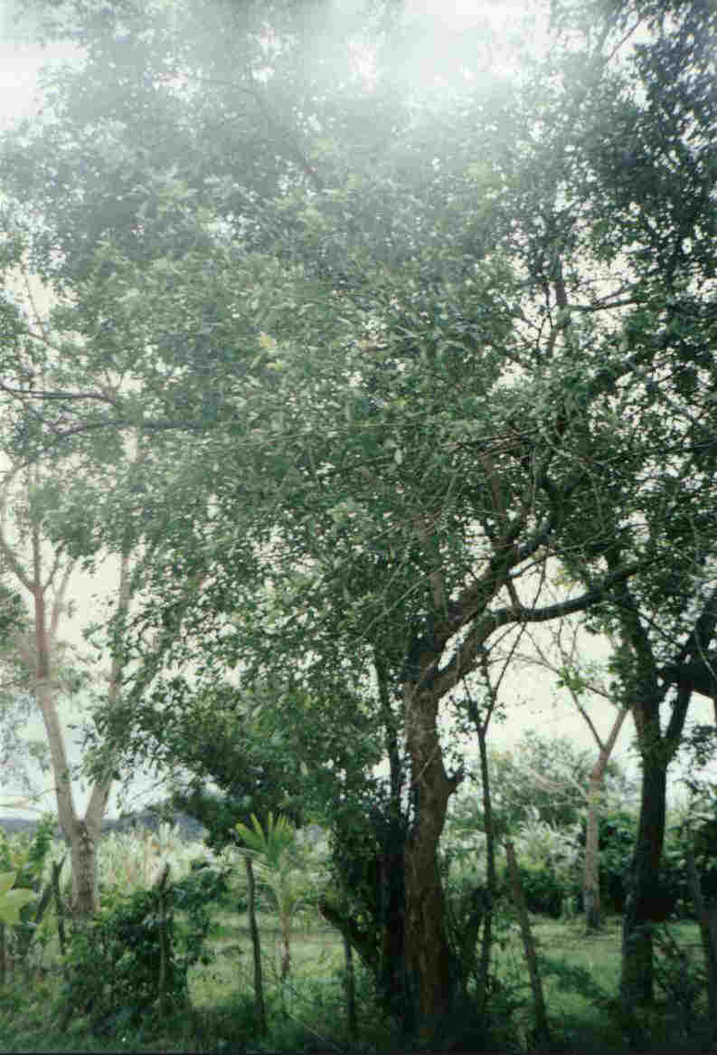 Aroeira.JPG (72621 bytes)