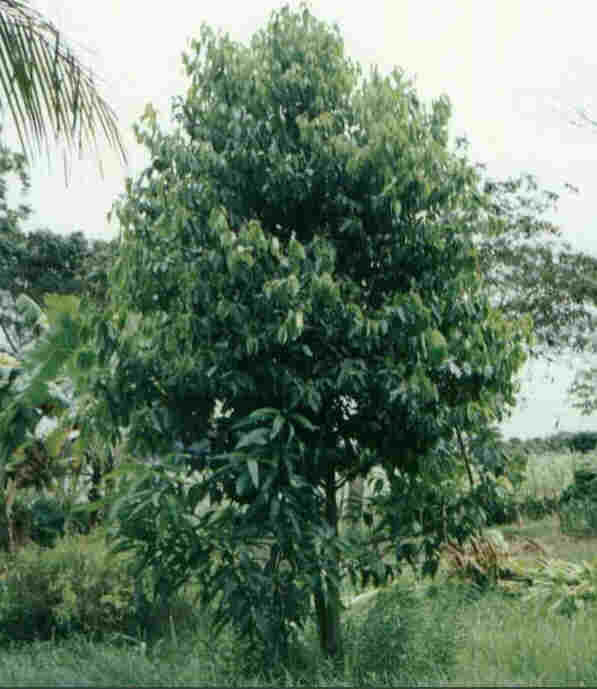 Canela.jpg (30595 bytes)