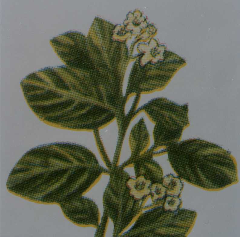 boldo.jpg (47988 bytes)