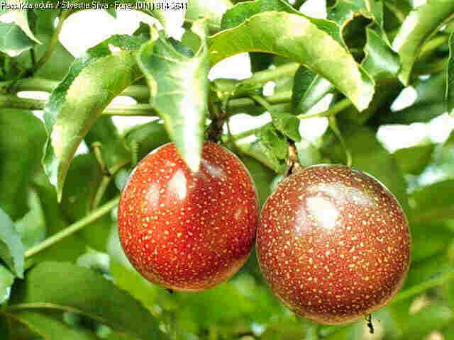 passiflora.JPG (25448 bytes)