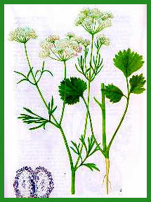 pimpinella.jpg (47988 bytes)