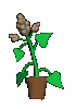 catnip.gif (6152 bytes)