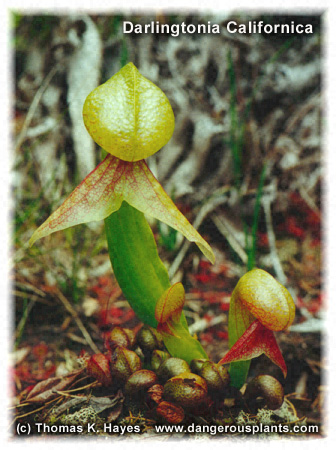 darlingtonia