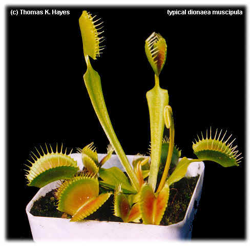 flytrap.jpg (63787 bytes)
