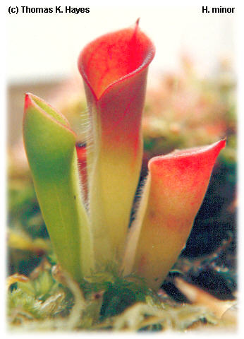 Heliamphora