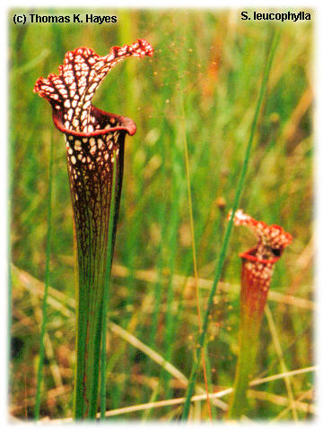 sarracenia