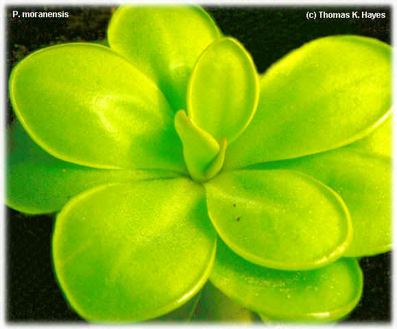 Pinguicula moranens