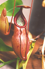 planta4.jpg (23290 bytes)