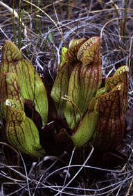 Sarracenia