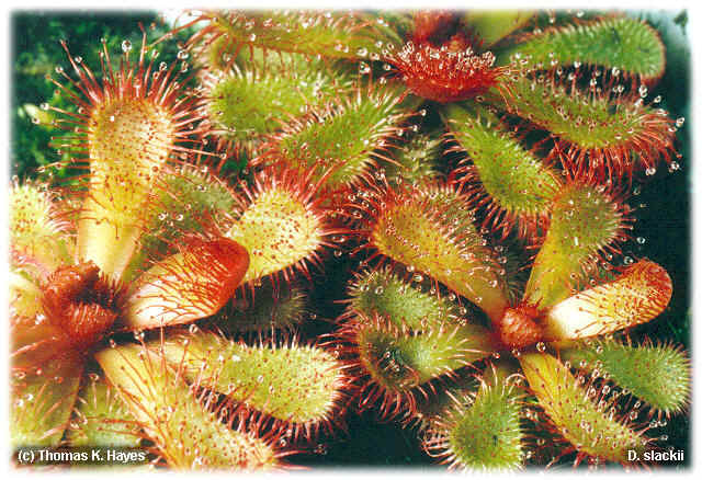 Drosera