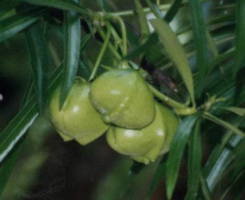 frutos de Thevetia peruviana (chap�u-de-napole�o)