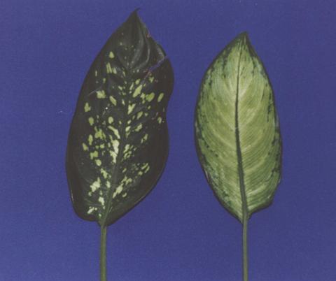 À direita folha de Dieffenbachia picta, à esquerda folha de Dieffenbachia siguine