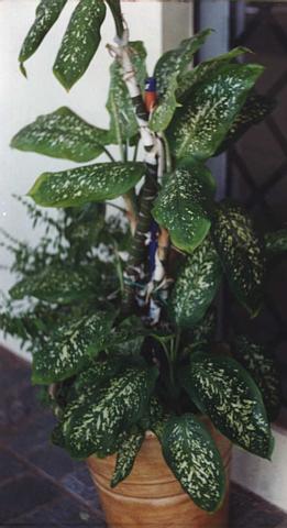 Dieffenbachia picta (comigo-ningu�m-pode)