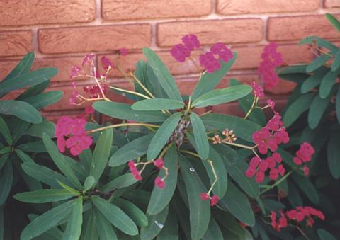 Euphorbia millii (coroa-de-cristo)