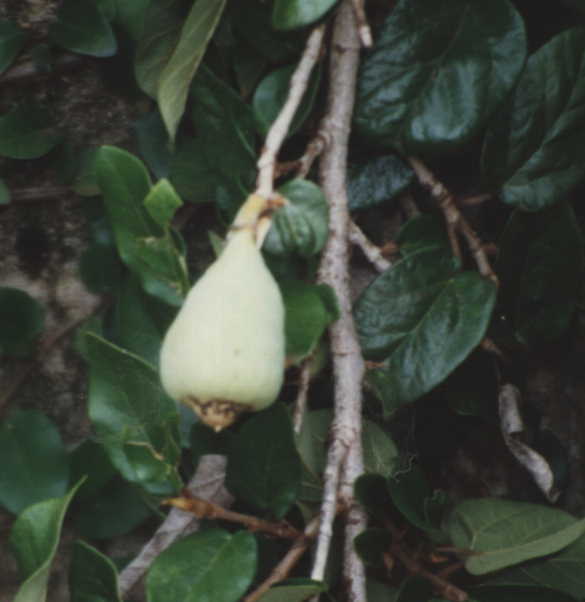 Ficus pumila (hera)