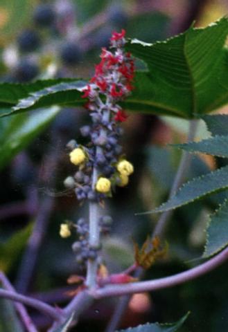 Detalhe da inflor�ncia da mamona