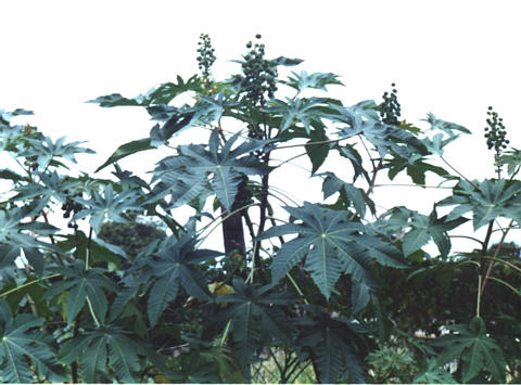 Mamona (Ricinus communis)