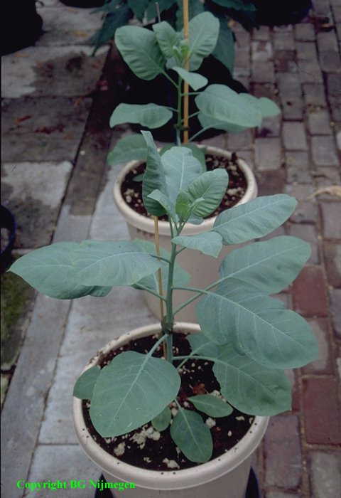 Nicotiana glauca (charuto-do-rei, couve do mato