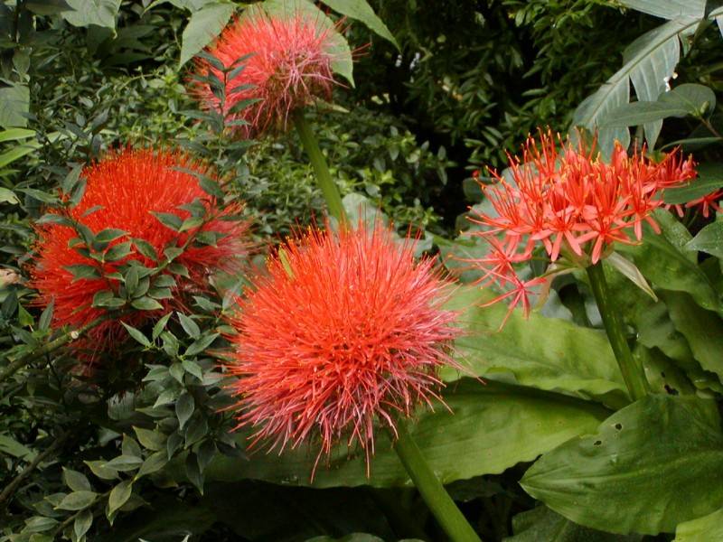Haemanthus katharinae (=Scadoxus multiflorus)